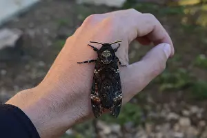 Dead head. The large massive butterfly belonging to family of brazhnik