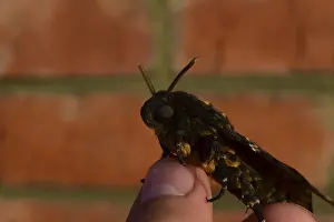 Dead head. The large massive butterfly belonging to family of brazhnik