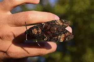 Dead head. The large massive butterfly belonging to family of brazhnik
