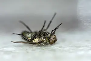Dead house fly (Musca domestica) lying on its back
