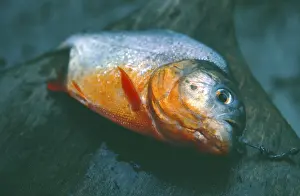 Dead piranha, Amazon region near Iquitos