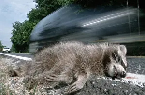 Dead Raccoon (Procyon lotor) next to road