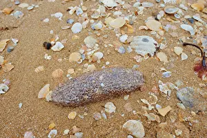 Dead sea cucumber or sea cucumber (Holothuriidae) and mussel shells on the beach
