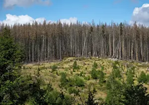 Dead Spruce Forest and Reforestation