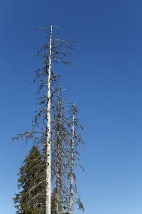 Dead spruce (Picea abies), Mt. Feldberg
