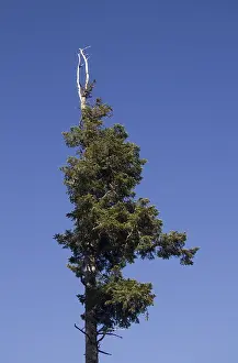 Dead spruce (Picea abies), Mt. Feldberg