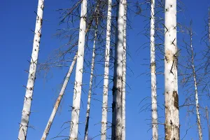 Dead Spruce (Picea abies) trees