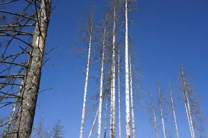 Dead Spruce (Picea abies) trees