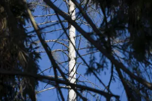 Dead Spruce (Picea abies) trees