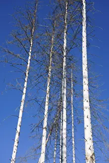 Dead Spruce (Picea abies) trees