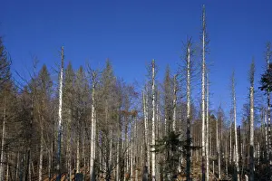 Dead Spruce (Picea) Trees, Bavarian Forest