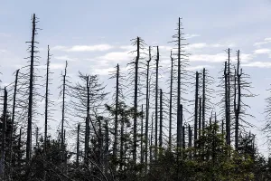 Dead spruce trees due to bark beetle infestation