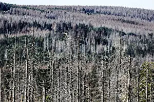 Dead spruce trees due to bark beetle infestation