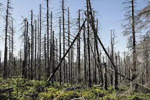 Dead spruce trees due to bark beetle infestation