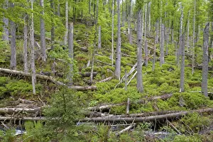 Dead spruce trees after bark beetle infestation