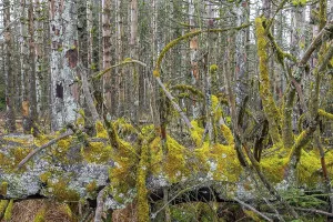 Dead spruce trees in forest in the Harz Mountains in autumn
