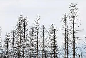 Dead spruce trees, due to infestation by bark beetles