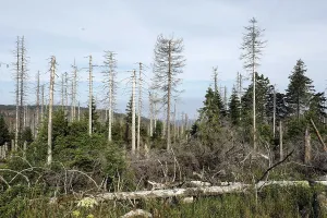 Dead spruce trees, due to infestation by bark beetles