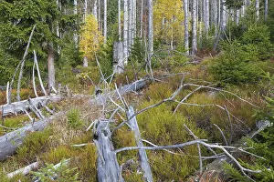 Dead spruce trees infested by the European spruce bark beetle (Ips typographus L)