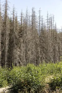 Many dead spruce trees still stand in the forests