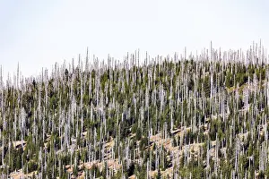 Dead spruces after bark beetle infestation on the mountain Lusen