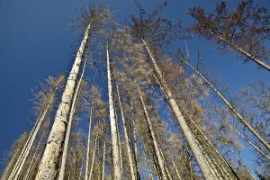 Dead spruces against a blue sky on the Wixberg
