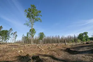 Dead spruces following bark beetle infestation