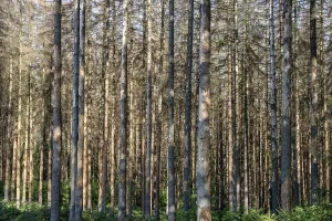 Dead spruces following bark beetle infestation