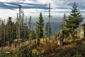 Category Mountain Landscapes Prints: Dead Spruces (Picea), protected forest