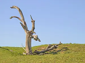 Dead tree