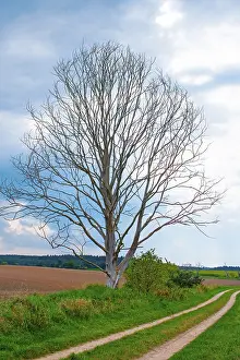 Dead tree on an agricultural road