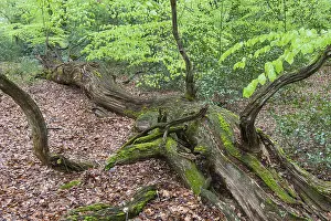 Dead tree in beech forest ( Fagus sylvatica) with fresh leaves