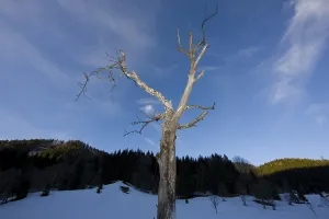 Dead tree, Frein, Styria, Austria, Europe