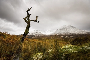Category Mountain Landscapes Prints: Dead tree in front of Highland landscape with snowy Cullin mountains in the background