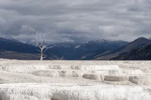 Dead Tree at Mammoth Hot Springs