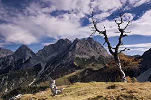 Dead tree, behind the Mieminger mountains