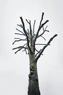 Dead tree, nature, climate, dryness