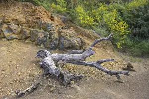 Dead tree and sulfur deposits, Porto Azzurro