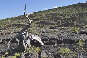 Dead tree trunk on dark volcanic landscape