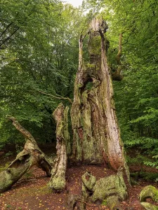 Dead tree trunk in the Sababurg primeval forest