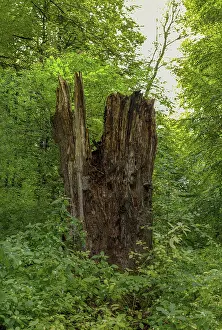 Dead tree trunk in the Sababurg primeval forest