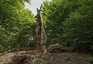 Dead tree trunk in the Sababurg primeval forest