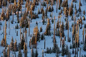 Dead tree trunks and spruce (Picea abies) trees in winter