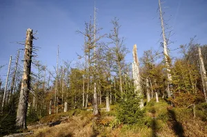 Dead trees and autumn vegetation under a clear sky