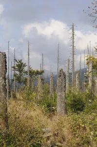 Dead trees in an autumnal landscape against a mountain backdrop