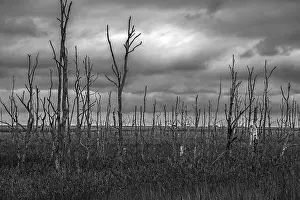Dead trees, black and white photo