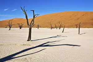 Dead trees in the Deadvlei on a dry clay pan