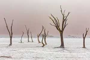 Dead trees in Deadvlei, Sossusvlei, Namibia
