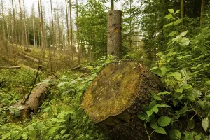 Dead trees in the Hinterhermsdorf area