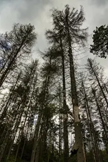 Dead trees in the Hinterhermsdorf area